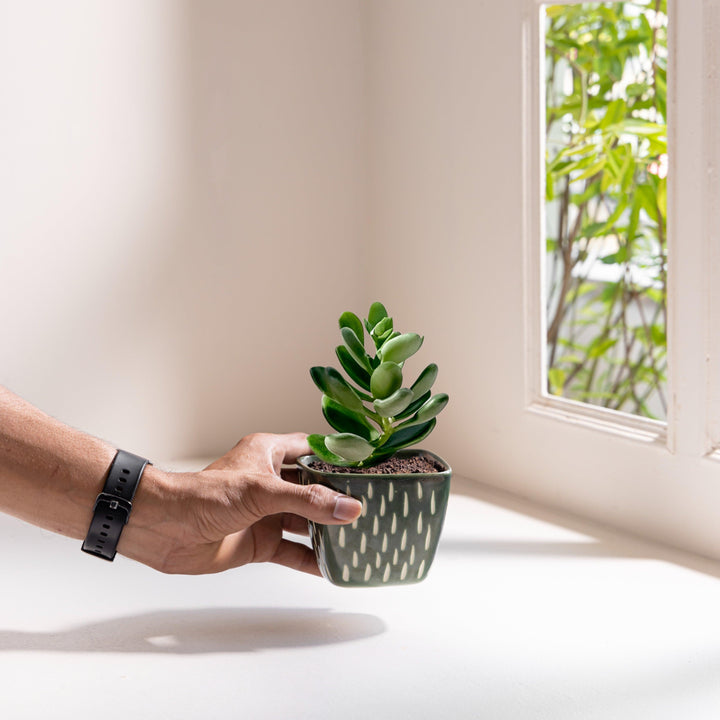 Display image of Square green ceramic planter with a unique teardrop pattern and a smooth matte finish.