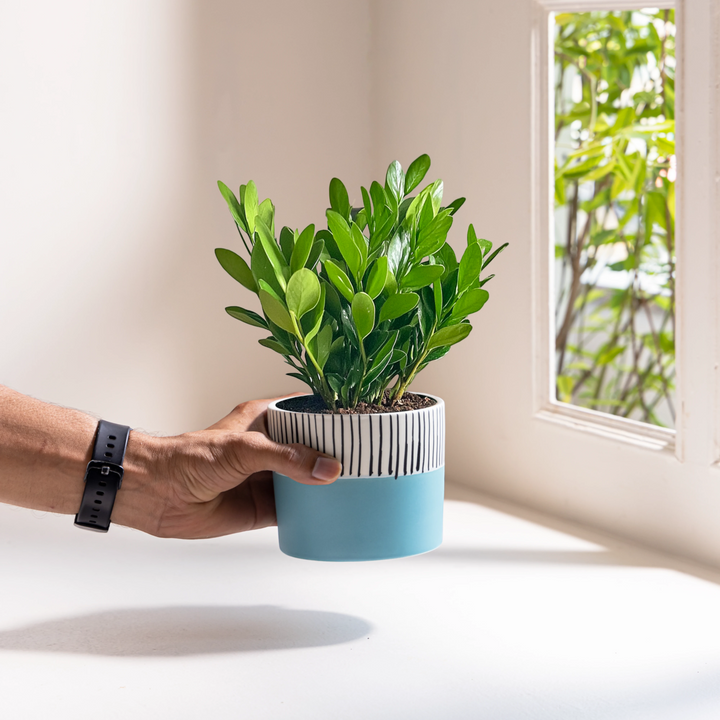 Modern two-tone ceramic planter, handcrafted for indoor plants or herbs, showcasing Claymistry's unique design flair in toxin-free ceramics.