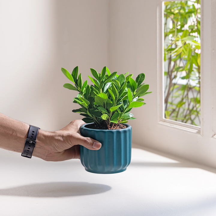 Handcrafted from high-quality ceramic, our Wave Whisperer planter is designed for indoor plants, bringing a whisper of style to your home decor with its intricate fluted design.