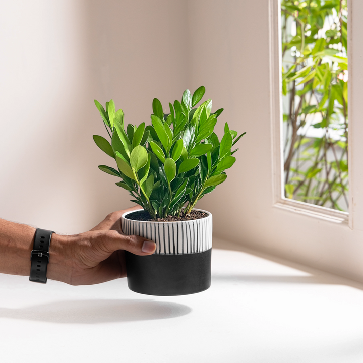 Enhance your indoor space with the Stripe Hype, a handcrafted ceramic planter boasting a modern two-tone design, perfect for small plants or herbs, among our top indoor planters.