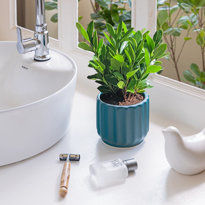 Handcrafted from high-quality ceramic, our Wave Whisperer planter is designed for indoor plants, bringing a whisper of style to your home decor with its intricate fluted design.
