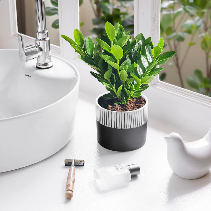 Enhance your indoor space with the Stripe Hype, a handcrafted ceramic planter boasting a modern two-tone design, perfect for small plants or herbs, among our top indoor planters.