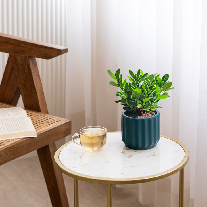 Handcrafted from high-quality ceramic, our Wave Whisperer planter is designed for indoor plants, bringing a whisper of style to your home decor with its intricate fluted design.