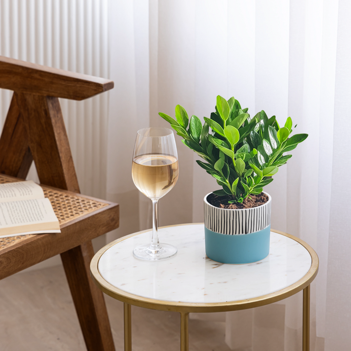 Modern two-tone ceramic planter, handcrafted for indoor plants or herbs, showcasing Claymistry's unique design flair in toxin-free ceramics.