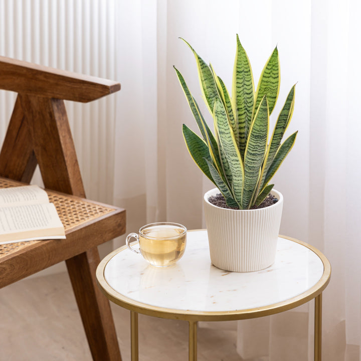 A cloud white ceramic planter for indoor plants named 'Shape Shift Planter: The Trapezoid Touch' featuring a ribbed texture, positioned on a tea table, holding indoor plant.