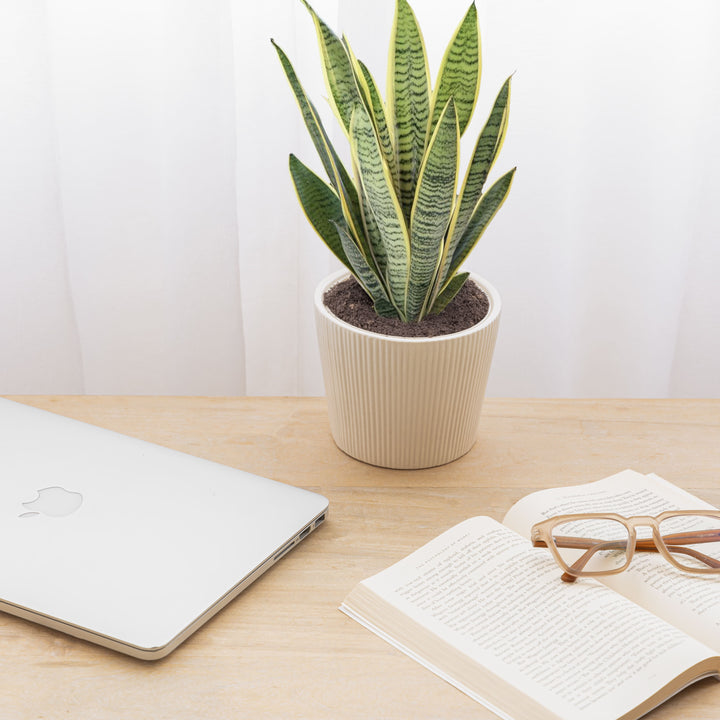 A cloud white ceramic planter for living room named 'Shape Shift Planter: The Trapezoid Touch' featuring a ribbed texture, positioned on a table, holding indoor plant.