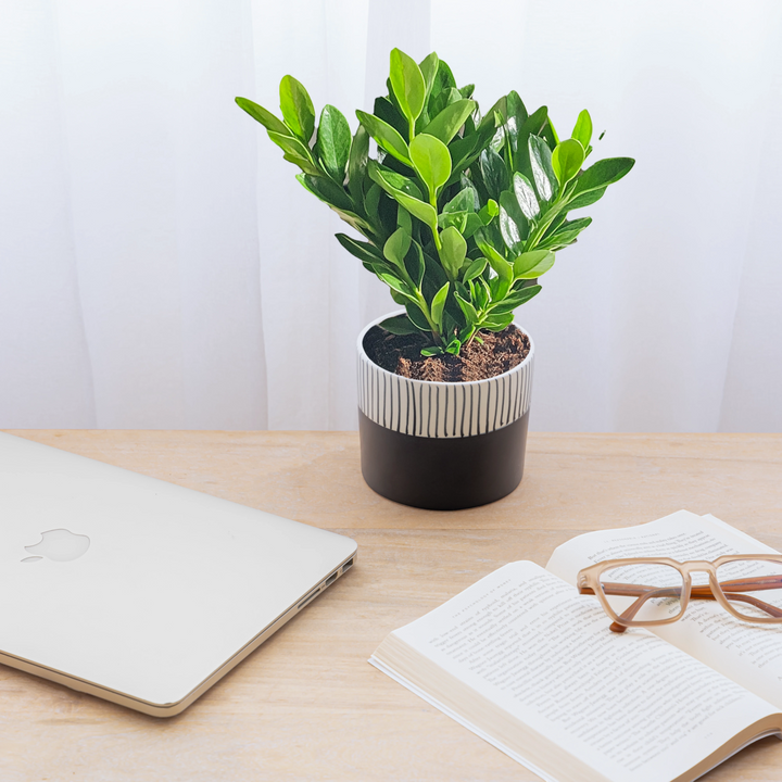 Enhance your indoor space with the Stripe Hype, a handcrafted ceramic planter boasting a modern two-tone design, perfect for small plants or herbs, among our top indoor planters.
