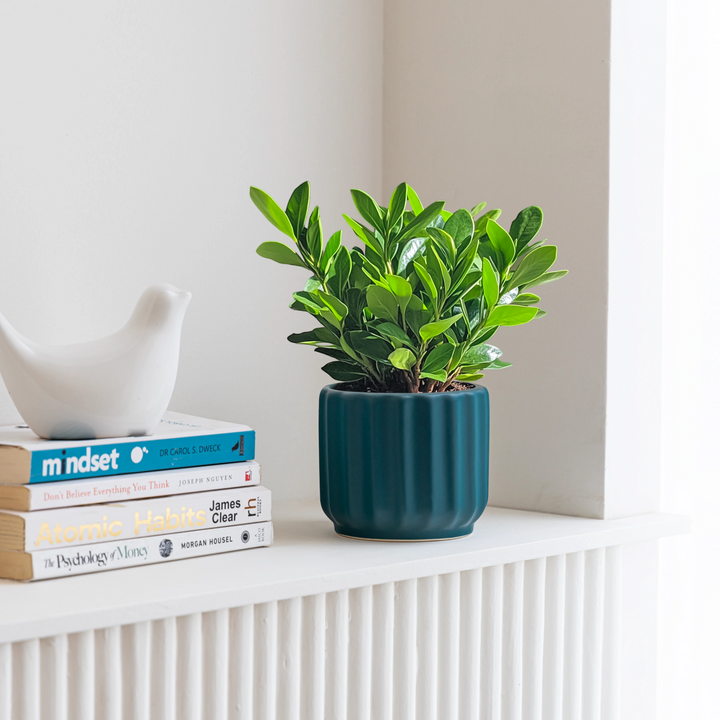 Handcrafted from high-quality ceramic, our Wave Whisperer planter is designed for indoor plants, bringing a whisper of style to your home decor with its intricate fluted design.