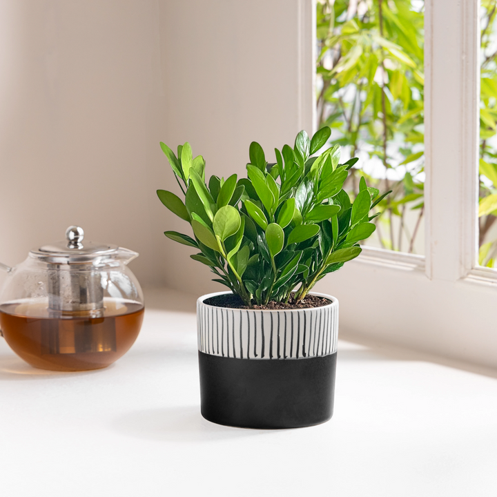Enhance your indoor space with the Stripe Hype, a handcrafted ceramic planter boasting a modern two-tone design, perfect for small plants or herbs, among our top indoor planters.