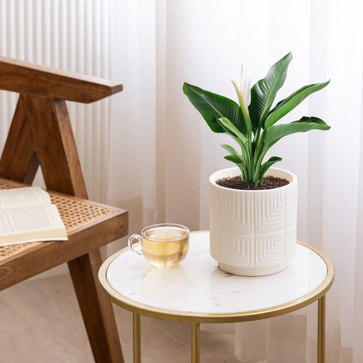 A modern living space featuring a white ceramic planter and a cup of tea on a marble table beside a wooden chair and a book.