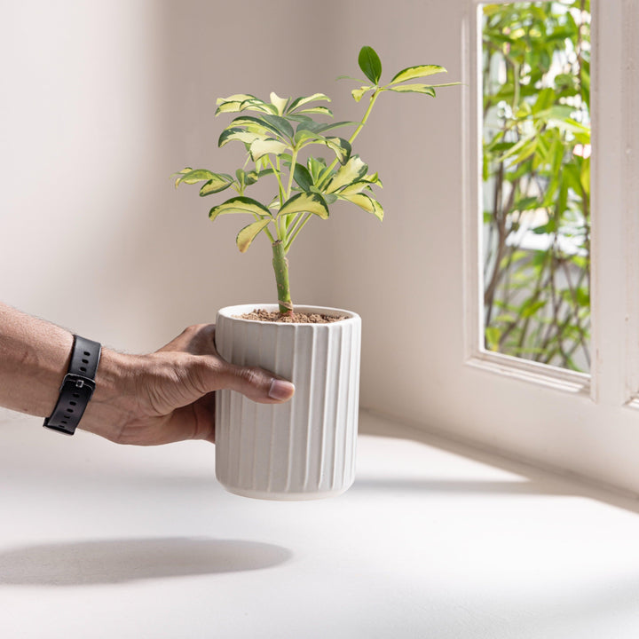 Lightweight, durable chalk white planter for indoor plants and greenery on shelves or windowsills.