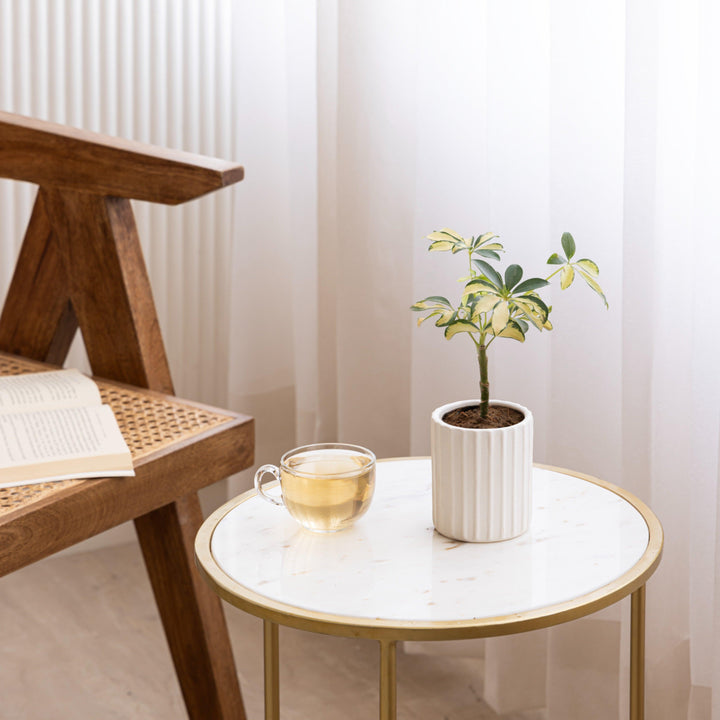 Minimalist small white ceramic planter, ideal for air-purifying plants and modern interiors.