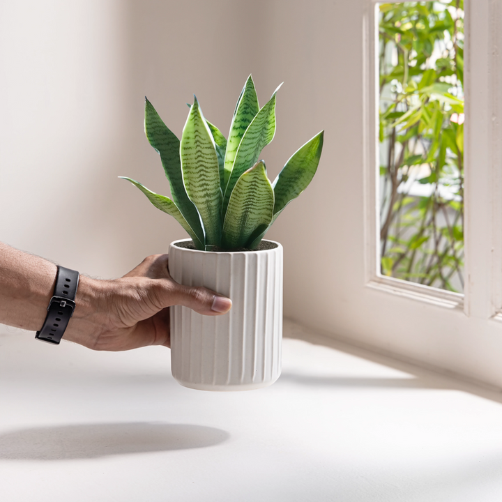 Premium handmade medium white ceramic planter, perfect for elevating contemporary living spaces.