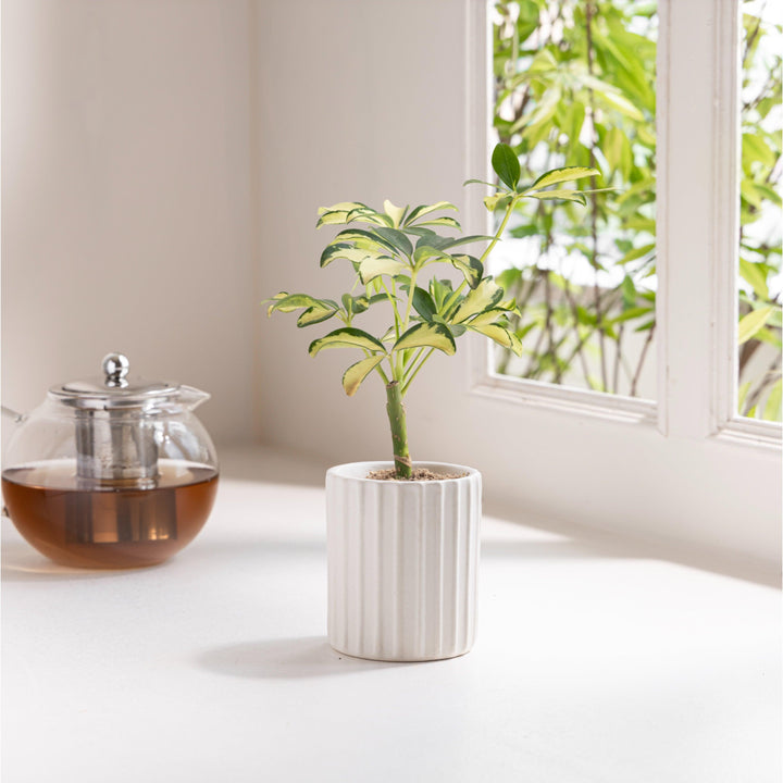Pretty small ceramic planter in white with stable base, a lovely gift for indoor plant lovers.