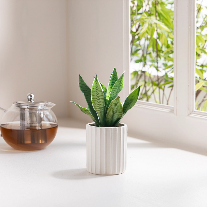 Beautiful small chalk white planter, handcrafted for snake plant, perfect home for your plants.