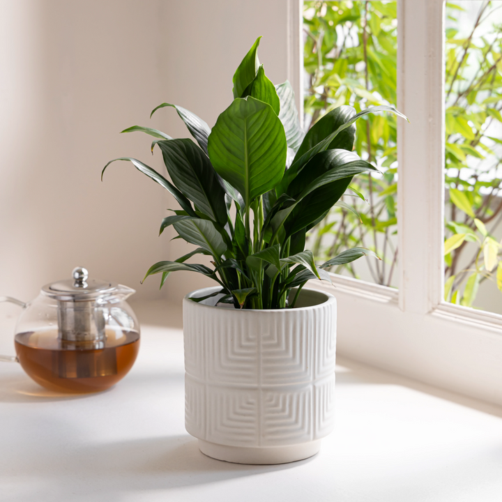 A lush green plant in a textured white ceramic planter, beside a glass teapot with brewed tea